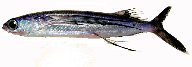 Hirundichthys rondeletii_02